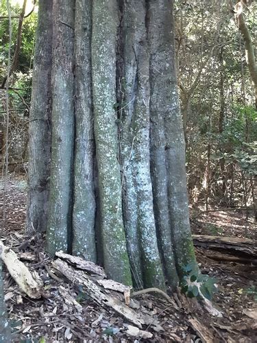 Genus Donella · iNaturalist