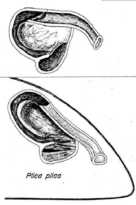 Nasal Apparatus Of Plica Plica An Intermediate In The Evolution Of The