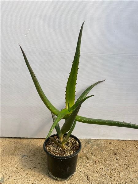 Aloe Angelica 12cm Cnd Nursery