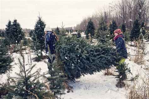 Find A Christmas Tree Farm Near You | Don Moore Automotive