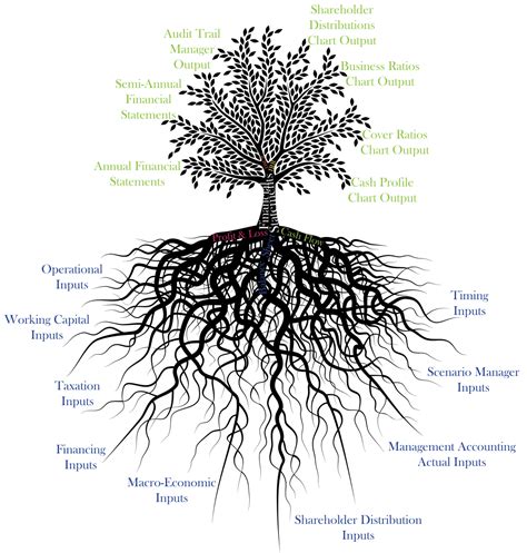 Diagram Holly Tree Root System Tree And Roots Drawing