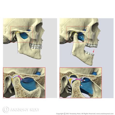 Lateral Pterygoid Encyclopedia Anatomyapp Learn Anatomy 3d