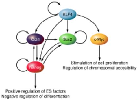 Klf4 As Part Of A Transcriptional Regulatory Circuit For Somatic Cell