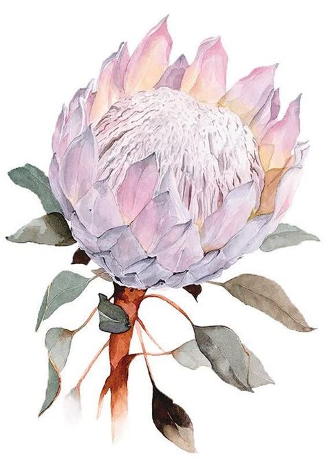 king protea flower drawing - Violeta Stacey