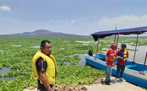 Lirio acuático invade la laguna de Zumpango Grupo Milenio