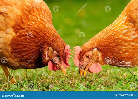 Domestic Chickens Eating Grains And Grass Stock Image Image Of Bird