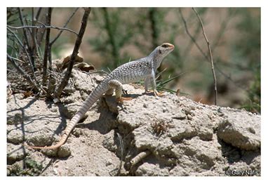 Desert Reptiles - Desert Wildlife