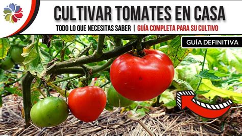 Gu A Completa C Mo Preparar La Tierra Para Sembrar Tomates Con Xito