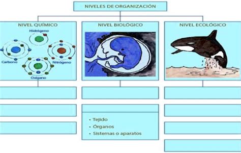 Ayudaaaaaa Pliiiiiissss Niveles De Organizacion Nivel Quimico