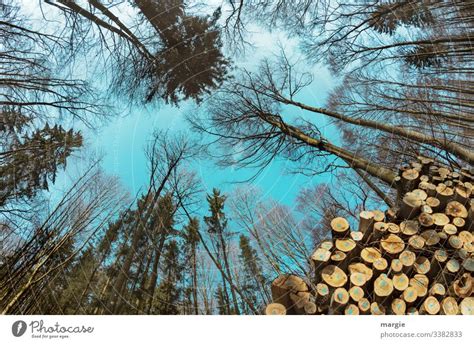 Holzwirtschaft B Ume Wachsen In Den Himmel Ein Lizenzfreies Stock