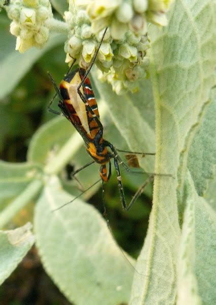 Milkweed Assassin Bug Project Noah