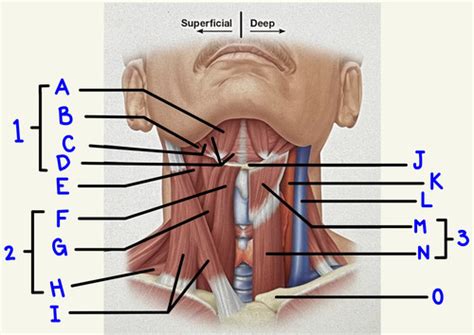 Muscles for chewing and swallowing Flashcards | Quizlet 