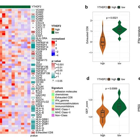 Association Of Ythdf Expression With Molecular Subtypes In Sclc Cohort