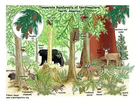 Cuáles Son Las Especies De Flora Y Fauna En Un Bosque Templado