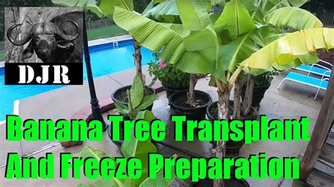 Banana Tree Transplant And Winter Freeze Preparation Youtube