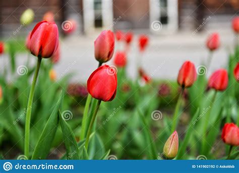 Flores Coloridas Das Tulipas Que Florescem Em Um Jardim Imagem Foto