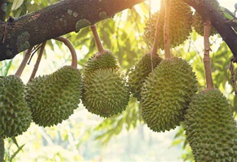 Davao Durian Farms To Supply China With Puyat Variety