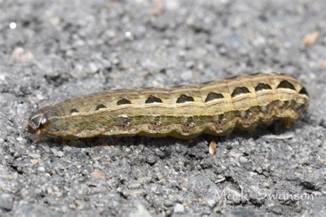 Yellow Striped Armyworm Moth Caterpillar Spodoptera Ornithogalli Bugguide