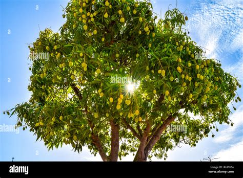 Mango Tree Hi Res Stock Photography And Images Alamy