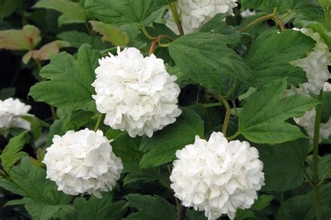 Viburnum Opulus Sterile Snowball Tree The Plant Store Nz