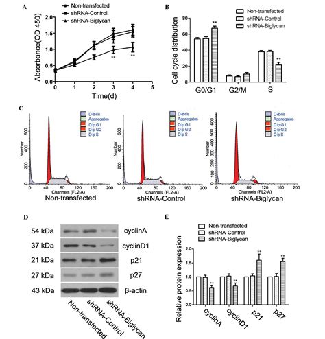 Knockdown Of Biglycan Expression By Rna Interference Inhibits The