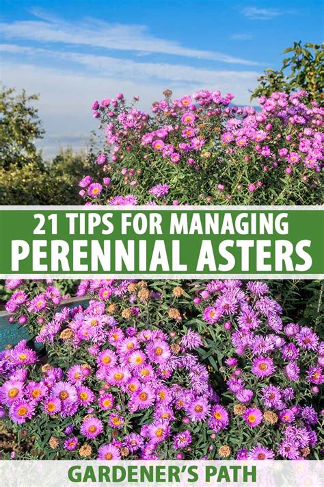 21 Tips for Managing Perennial Asters in the Garden