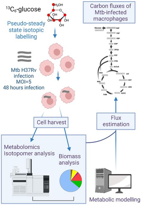 Frontiers Metabolic Flux Reprogramming In Mycobacterium Tuberculosis