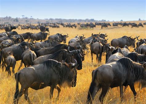 Kenya Wildebeest Migration