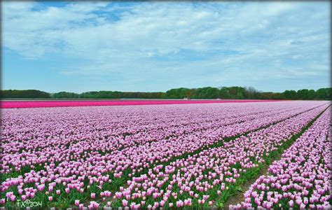 a field full of pink tulips under a blue sky with clouds in the background