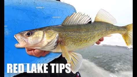 Tips For Early ICE WALLEYES On RED LAKE YouTube