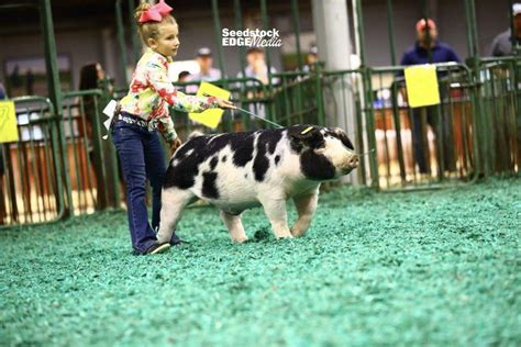 Njss Spotted Barrow Show National Swine Registry