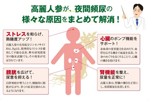 歳のせいだけじゃない 「夜間頻尿」の原因。｜ginseng 2015年 初春号｜研究開発室