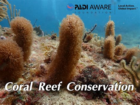 CORAL REEF CONSERVATION