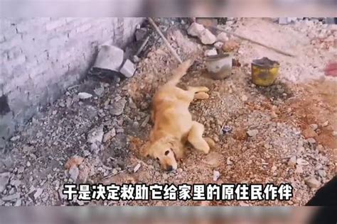 8岁金毛被拴工地吃馊饭，救助后几经波折，心酸到无力讲述