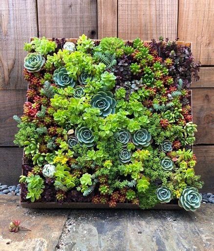 25 Indoor Plant Wall Ideas For Everlasting Greenery