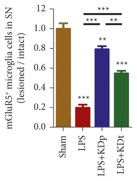 The Changes Of Mglur And Tspo Expression Induced By Lps And Kd In Sn