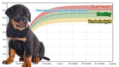 Rottweiler Height+Growth Chart - How Tall Will My Rottweiler Grow ...