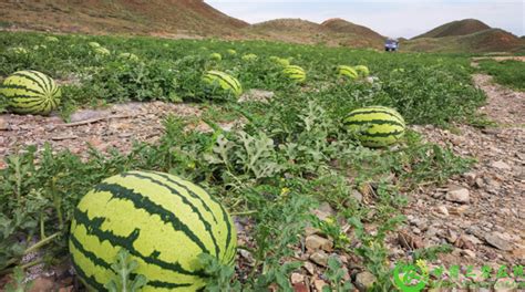 甘味农产品砂地里的西瓜靖远旱砂瓜 甘肃三农在线