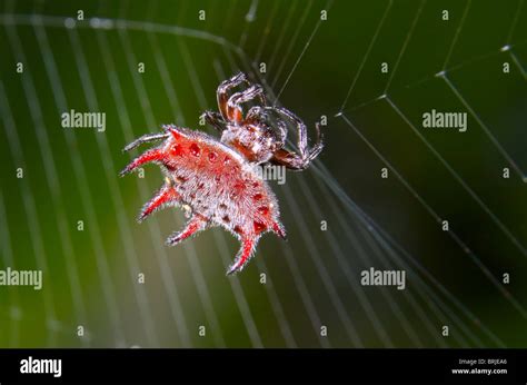 Spiny Orb Weaver Spider Gasteracantha Sp Nigeria Stock Photo