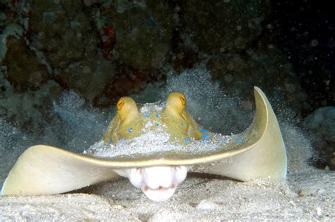 Blue-spotted Stingray – "OCEAN TREASURES" Memorial Library