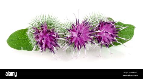 Burdock flower isolated on white background. Medicinal plant: Arctium ...