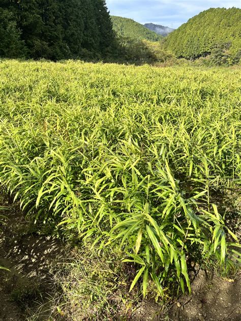 【高知県産 農薬・化学肥料不使用】土付き生姜 箱の重量込み｜野菜の商品詳細｜ポケットマルシェ｜産直産地直送通販 旬の果物・野菜・魚介を