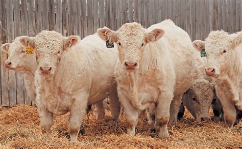 Small Herd Stud Farming Is Big Business In Canada