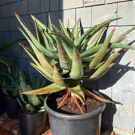 Cape Aloe Plant Care: Water, Light, Nutrients | Greg App 🌱