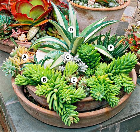 Outdoor Succulent Container Ideas That Resist Heat And Drought