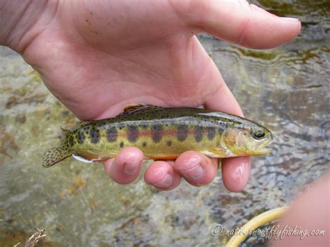 Native Trout Fly Fishing California Golden Trout