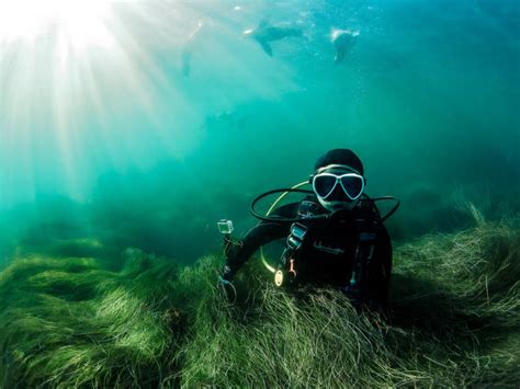 San Diego Scuba Diving Tours Guided Dives In La Jolla Dive California