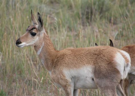 Pronghorn Facts, Pictures, Video & In-Depth Info: Second-Fastest Animal