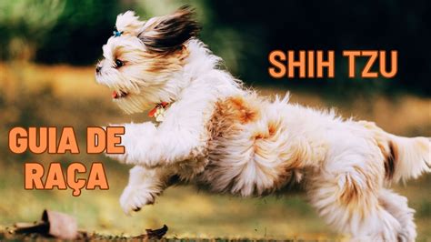 Ra A De Cachorro Shih Tzu Descubra Suas Caracter Sticas E Seu