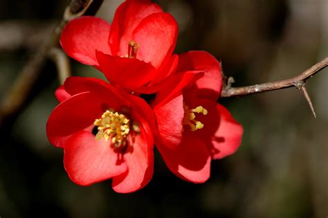 Free Images Nature Blossom Leaf Flower Petal Botany Pink Flora